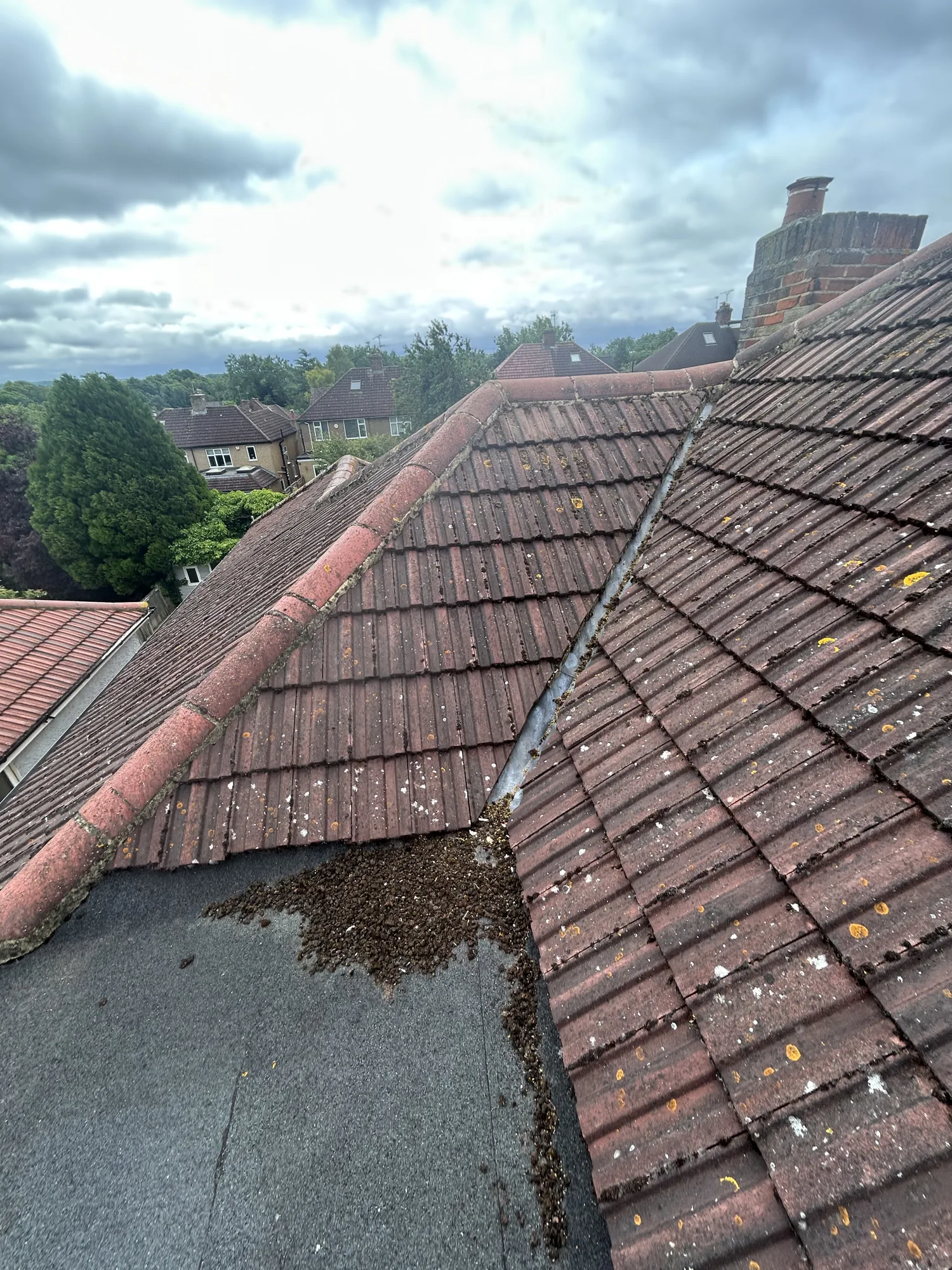 Moss cleared from a tiled roof during roof cleaning