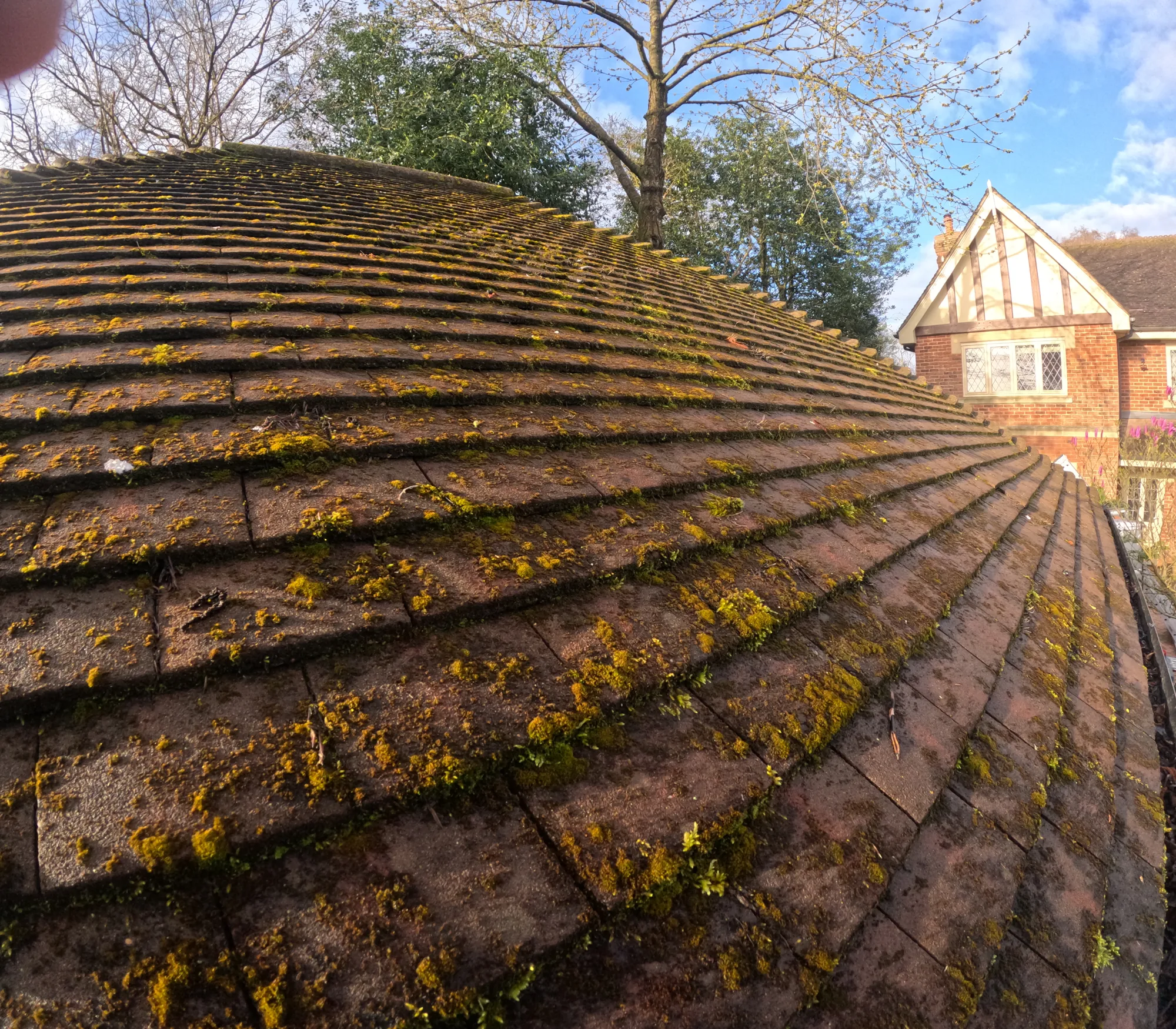 Heavily mossed roof before professional cleaning in Hertfordshire