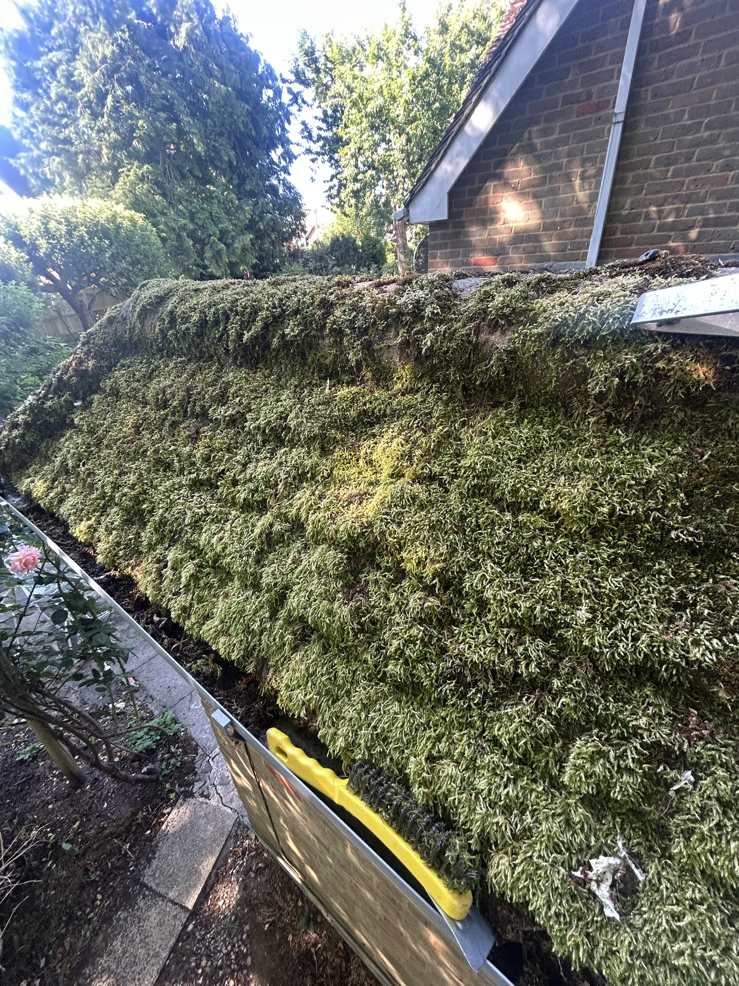 Thick moss stripped from a tiled roof in Rickmansworth