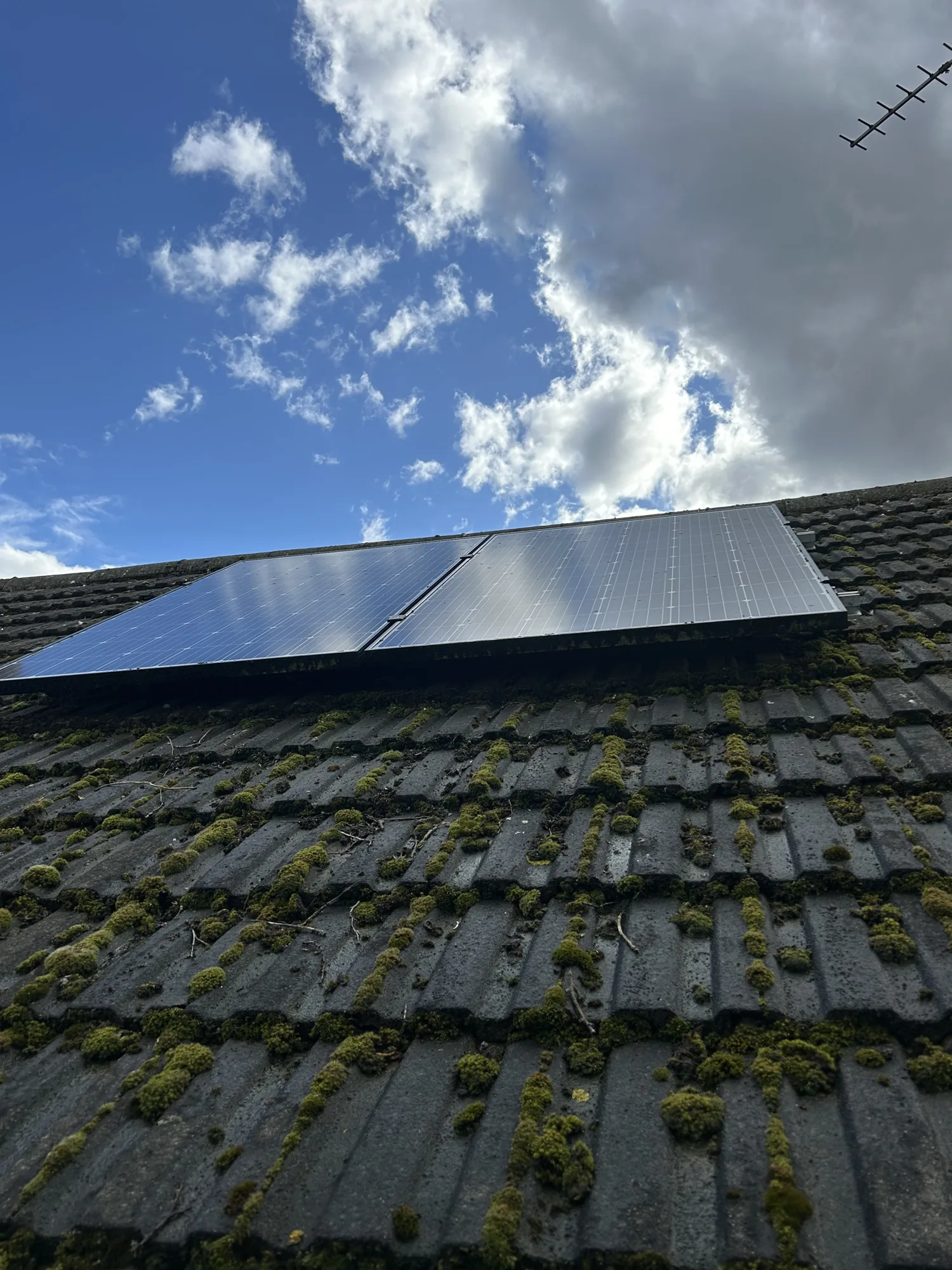 Solar panels above a moss covered tiled roof before cleaning in Rickmansworth